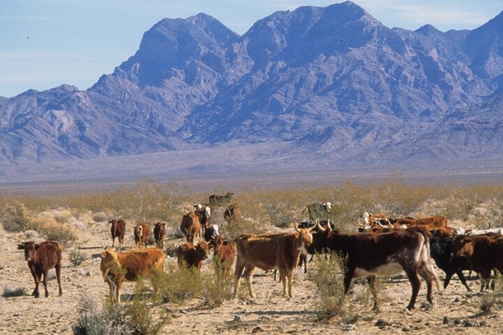 Grazing Permit Loophole Harming the American West? Part One