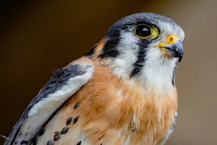Learn to Identify Raptors, Corvids at Tomorrow's 'Christmas Bird County' Training