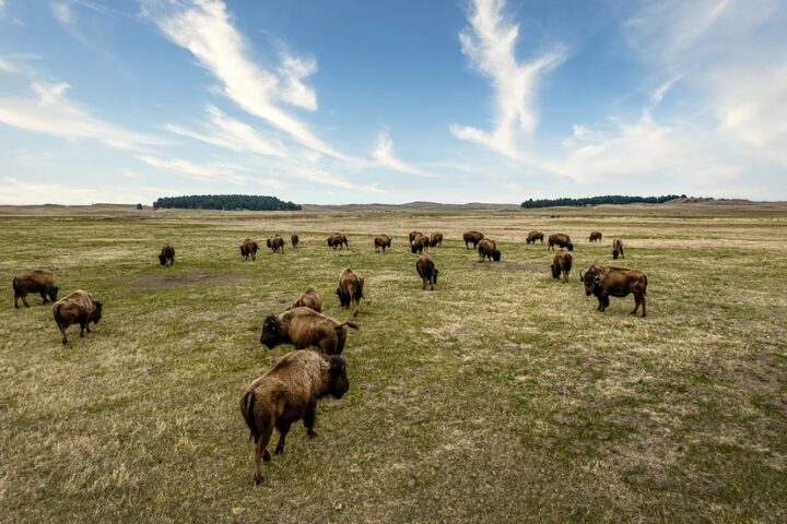 Cheyenne Tribe Reclaiming Sovereignty Through Solar Energy, Buffalo Restoration