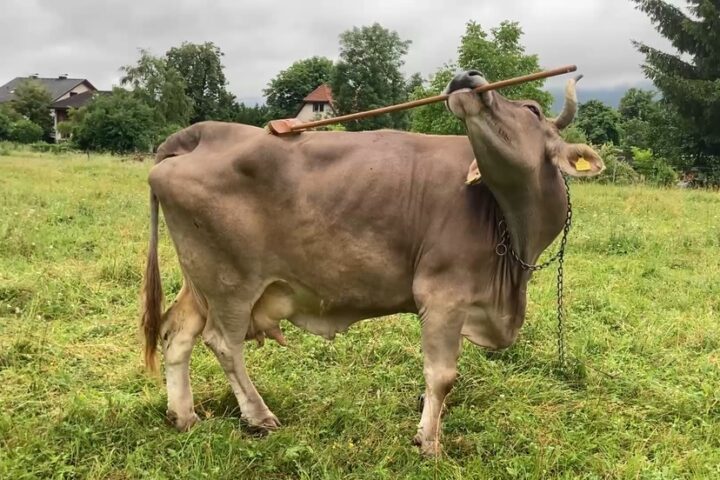 READY, FIRE, AIM: The Worrisome Balance of Nature