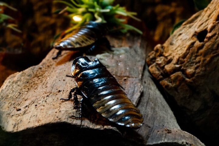 READY, FIRE, AIM: Cockroaches In Love