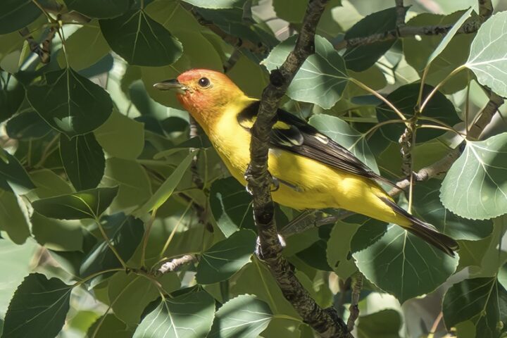CITIZEN SCIENCE: Forest Bird Communities in the San Juan Mountains
