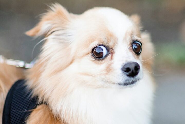 READY, FIRE, AIM: Dogs with OCD
