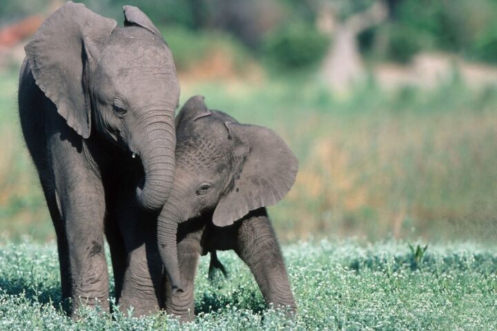 City Market Invites Customers to Help Support World Wildlife Fund Through April