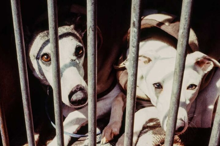 Colorado Law Will Prohibit Sales of Dogs, Cats in Pet Stores