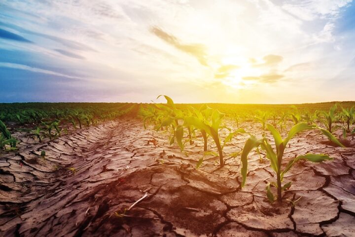 ESSAY: We're Not Ready for the Parched Summer Ahead
