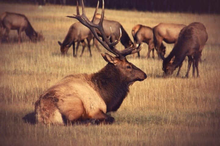 OPINION: Federal Policies Put Public Lands Elk Habitat on the Chopping Block