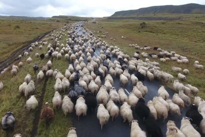 ESSAY: The U.S. Has Pastoralists. We Usually Call Them Ranchers.