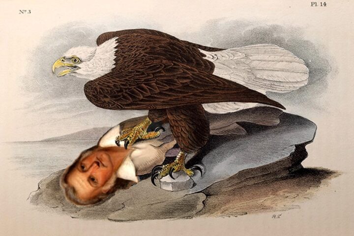 READY, FIRE, AIM: Bird's Eye View of J.J. Audubon