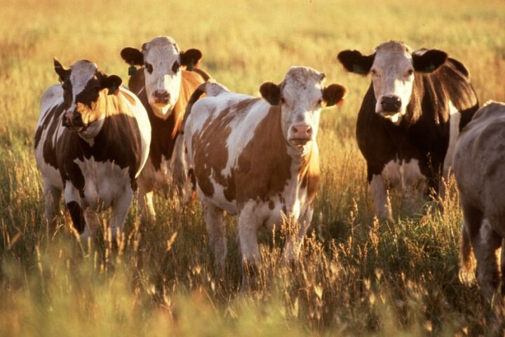 ESSAY: Balanced Stewardship of the Land to Save the Prairie, Part Two