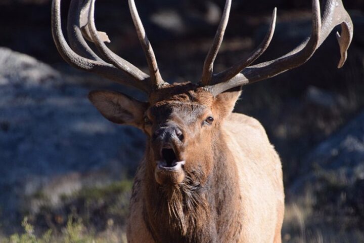'Right to Hunt' Ballot Measure Facing Opposition in Colorado