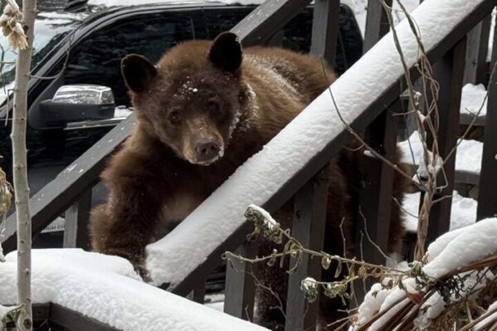 OPINION: Increasing Bear Attacks in Colorado are Climate Driven