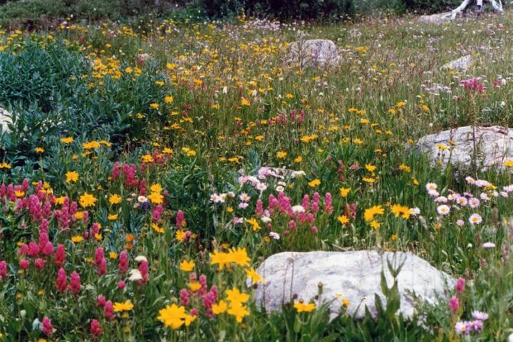 BACKYARD DIVERSITY: Wildflower Mixes for the Four Corners