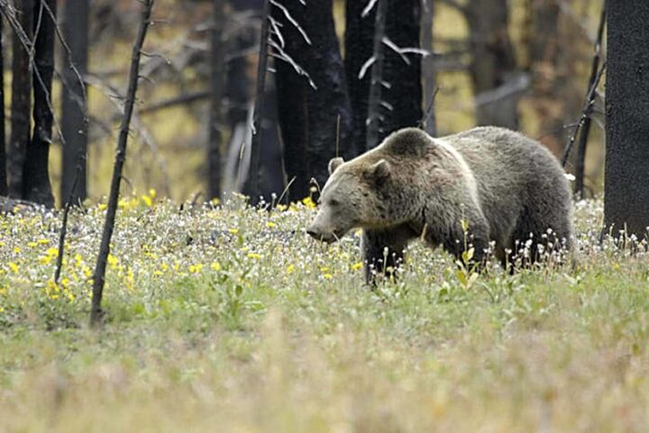 Trump Administration Says Developers, Loggers Can Kill Endangered Species