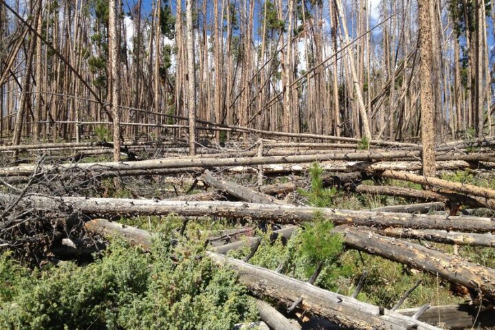 In Colorado, Majestic Ponderosa Pines Are Dying