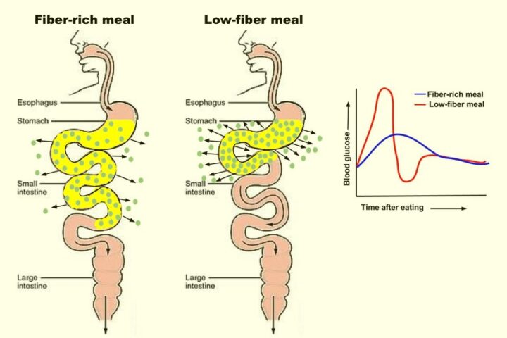 READY, FIRE, AIM: How to Increase Your Fiber Intake Without Really Trying
