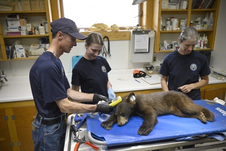 Colorado Seeing Increased Number of Orphaned Bear Cubs