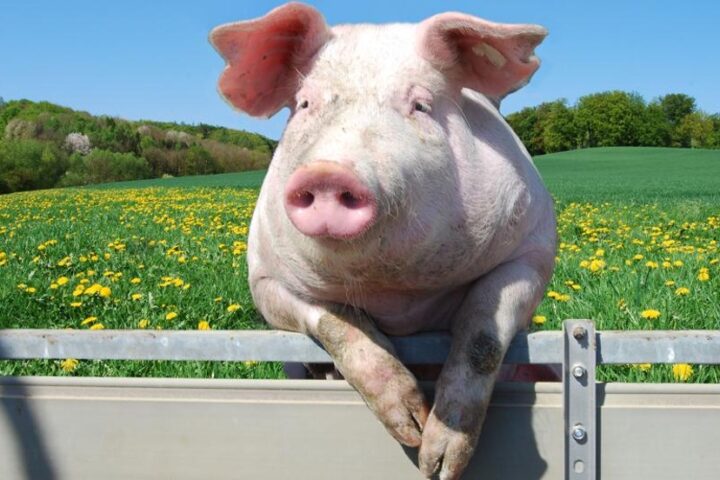 EDITORIAL: The Problematic Tourist-Friendly Pig Farm on Highway 84, Part Three